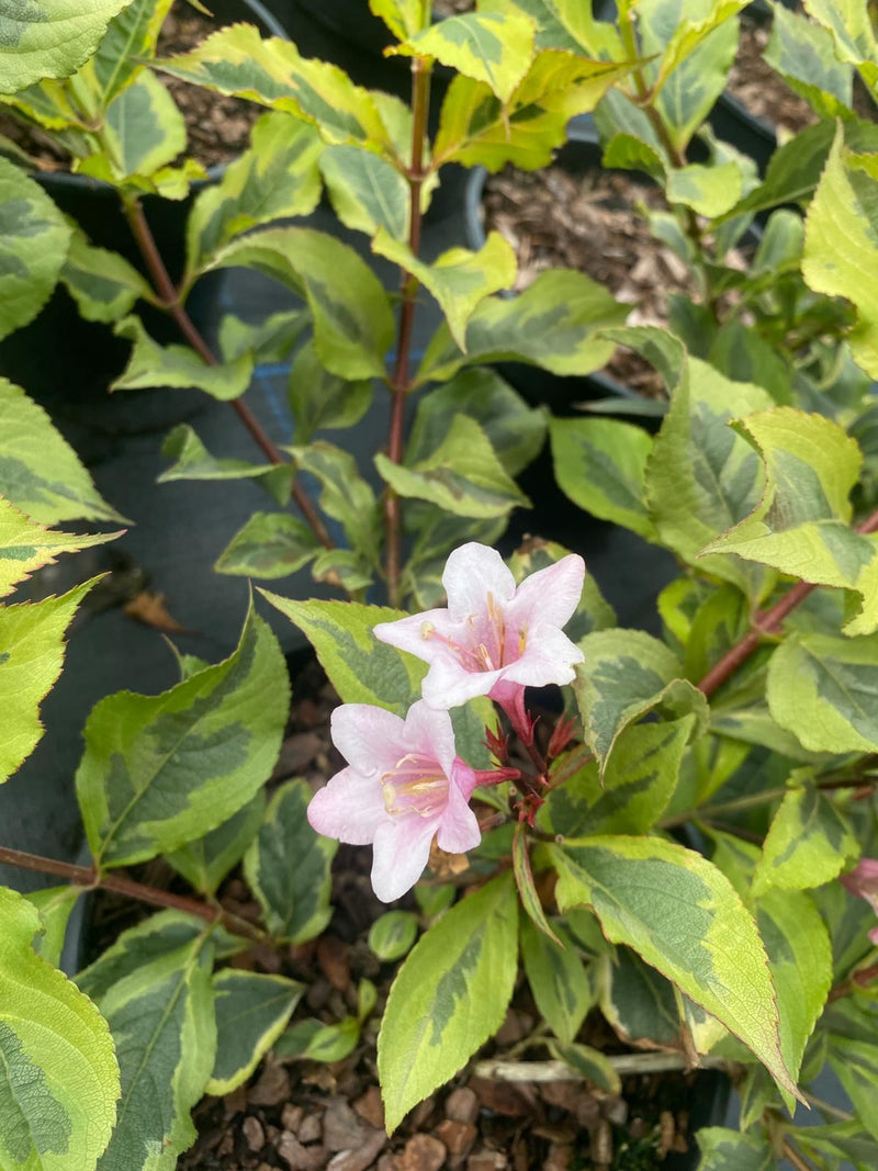 Weigela Magical Rainbow 5 Litre Pot