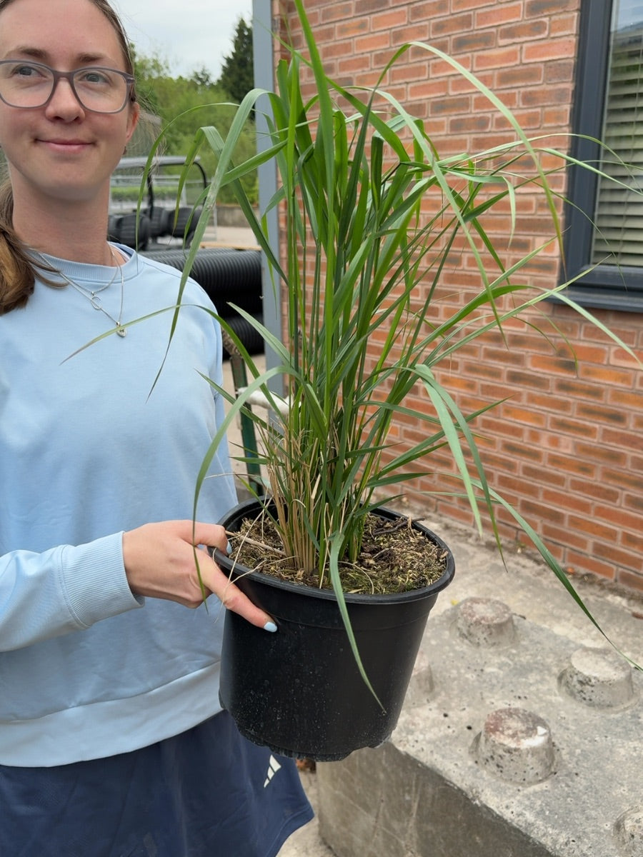 Calamagrostis Karl Foerster 5 Litre Pot