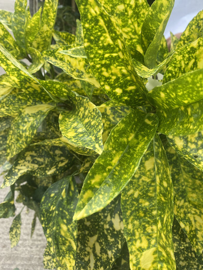 Aucuba Japonica Crotonifolia 20 Litre Pot 80-100cm