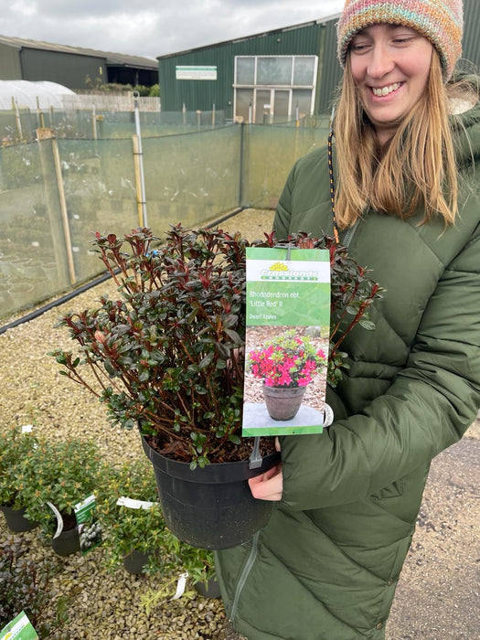 Azalea obt. Little Red 4.5 Litre Pot