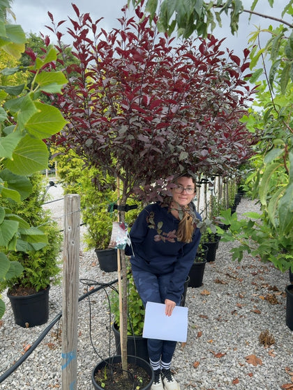 Prunus Cistena Half Standard 10 Litre Pot