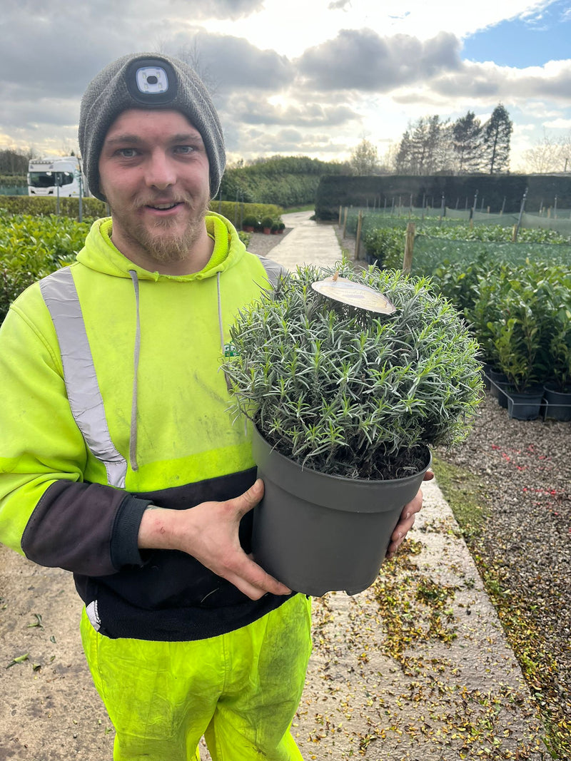 Lavender Angustifolia Munstead 7.5 Litre Pot
