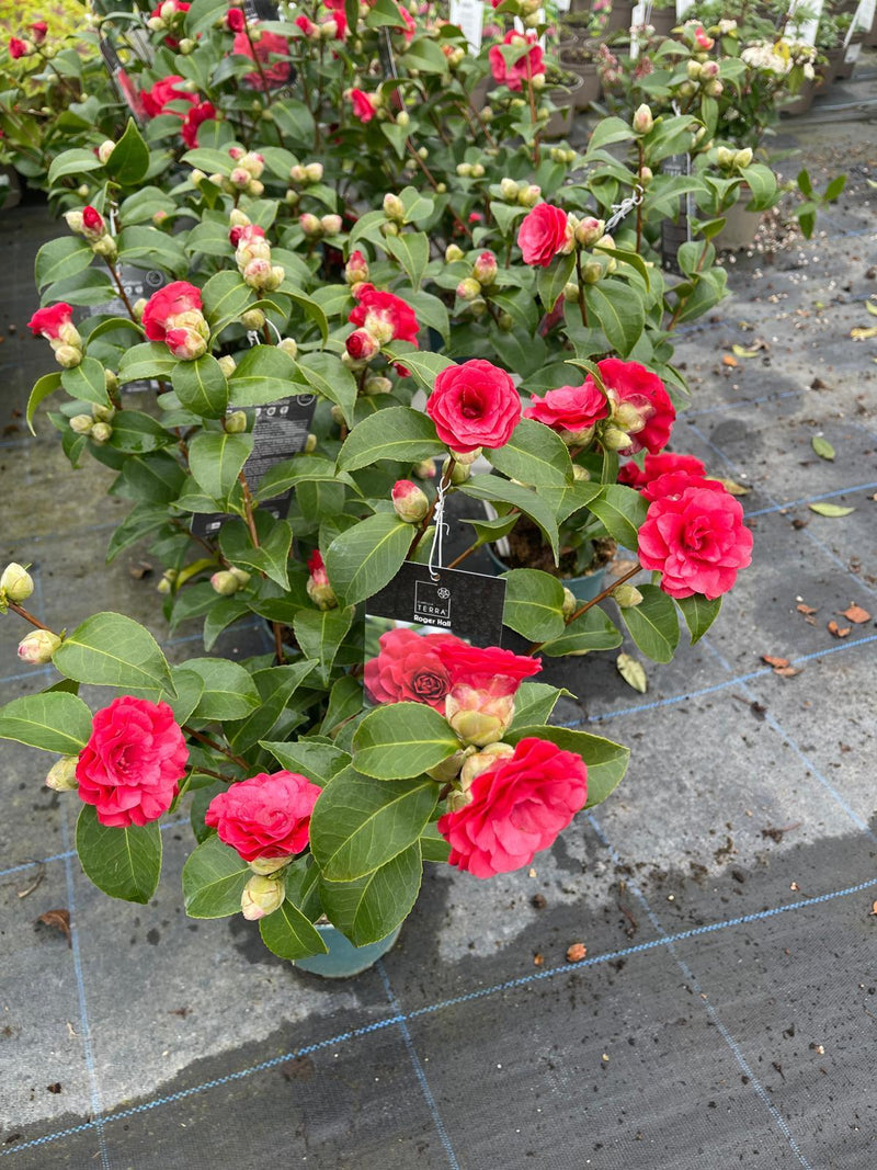 Camellia Japonica Roger Hall 1.5 Litre Pot