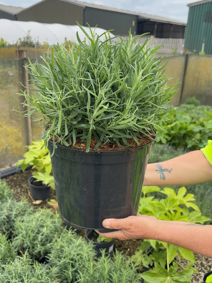 Lavender Angustifolia Munstead 7.5 Litre Pot