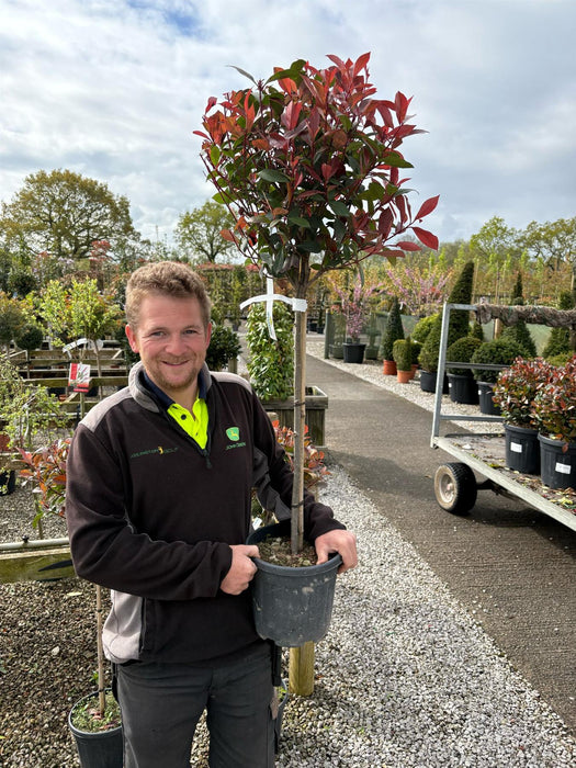 Photinia Robusta Compacta 1/4 Standard 7 Litre Pot