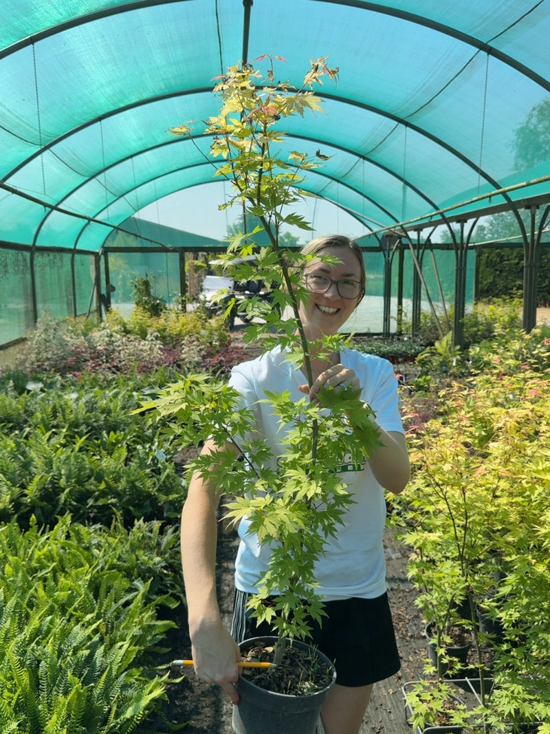 Acer Palmatum Orange Dream 3 Litre Pot