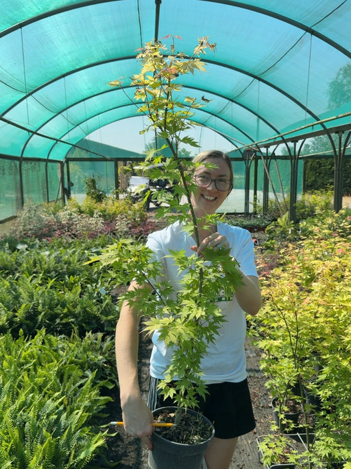 Acer Palmatum Orange Dream 3 Litre Pot