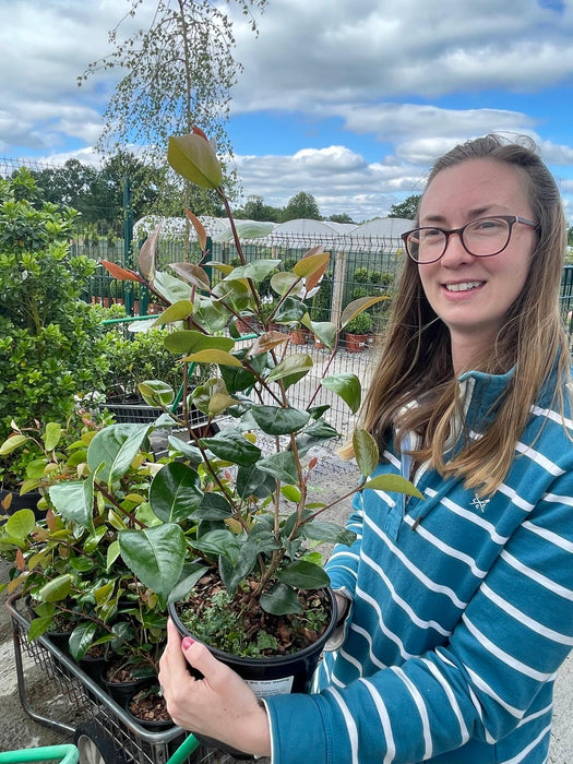 Camellia x williamsii Ruby Wedding 3 Litre Pot