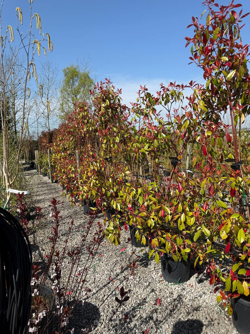 Photinia Red Robin 30 Litre Pot 200 cm Ugly Boys x 9 Bushes