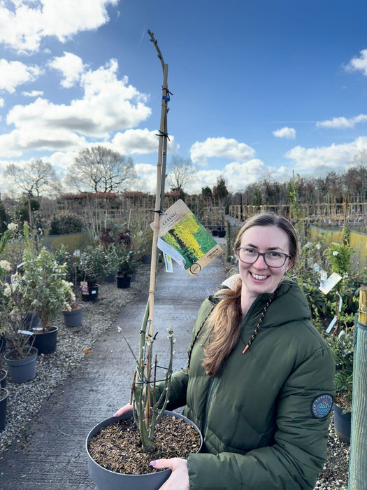 Laburnum wat. Vossii 12 Litre Pot
