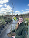 Laburnum wat. Vossii 12 Litre Pot