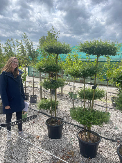 Ligustrum Delavayanum 35 Litre Pot 4 Disc Plateau 150/160cm Tall