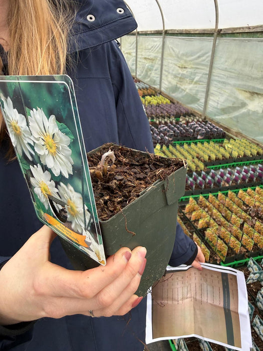 Anemone hyb. Whirlwind 11cm Pot