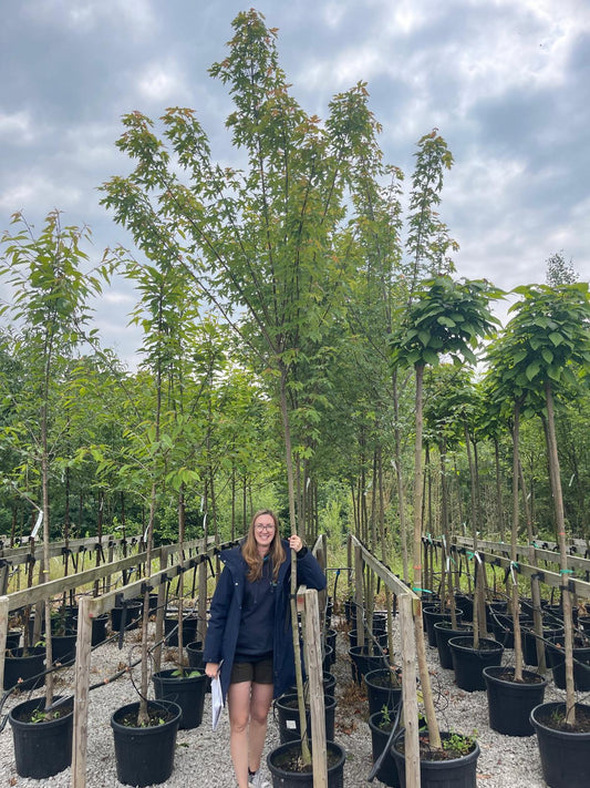 Acer Freemanii Std 8-10cm Girth