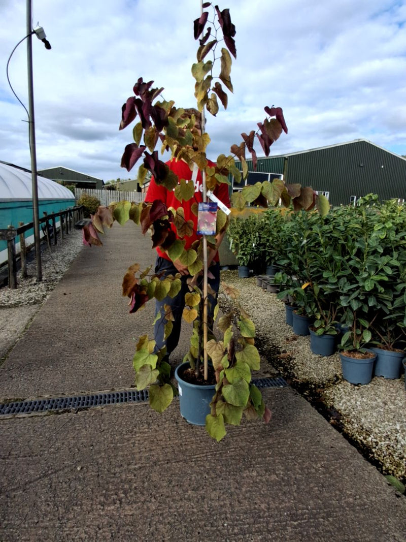 Cercis canadensis Eternal Flame 15 Litre Pot