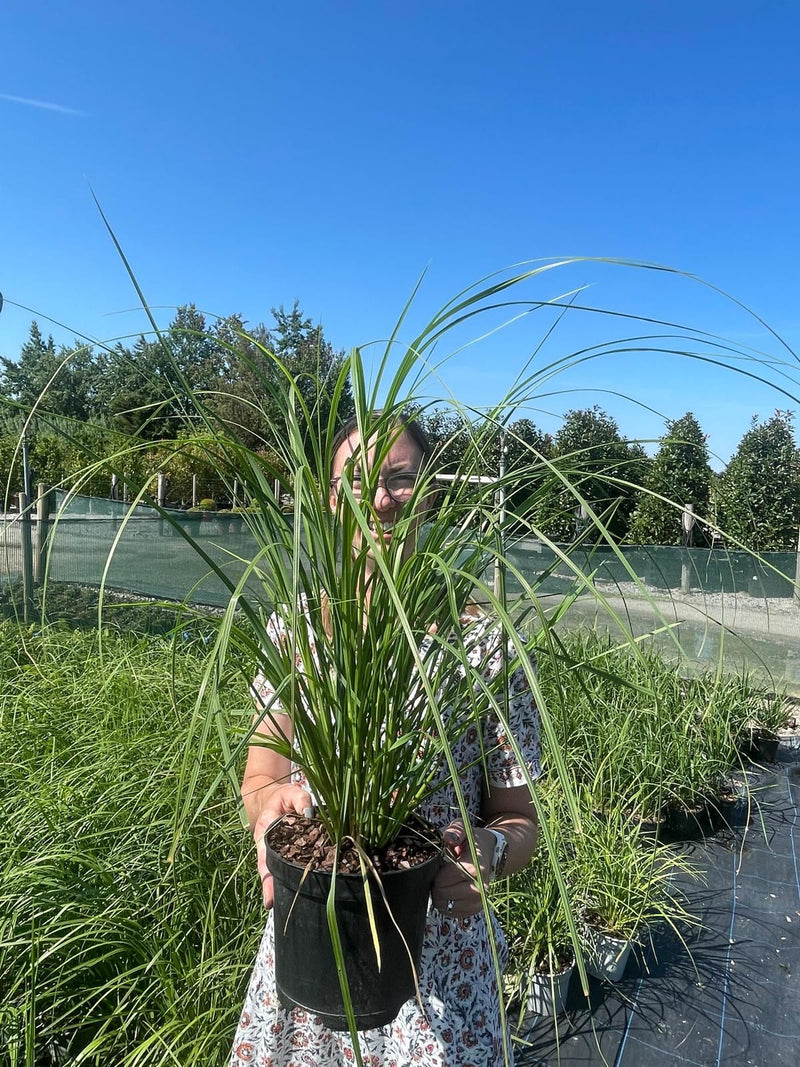 Cortaderia Rosea 3 Litre Pot