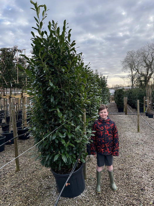 Laurel Hedging Genolia Specimen Clipped 240/250cm