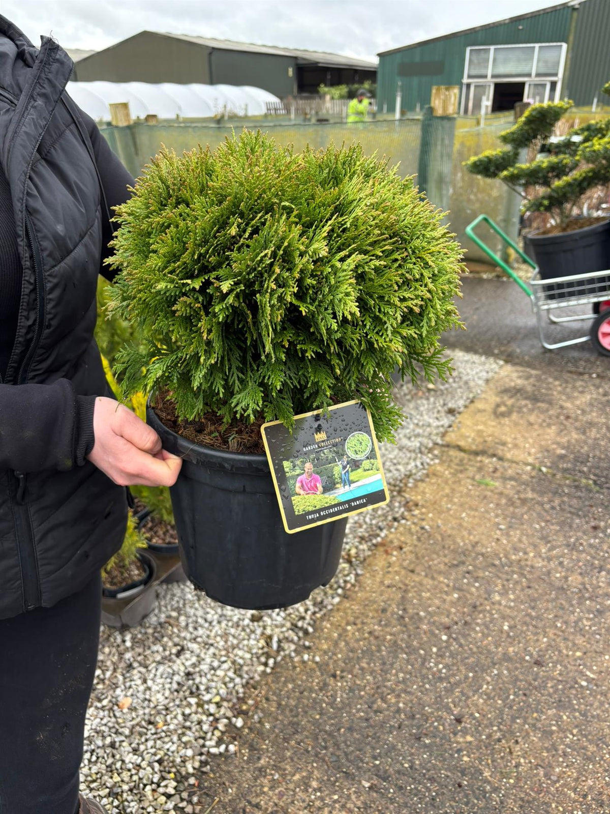 Thuja Occiden. Danica 12 Litre Pot — Grasslands Nursery