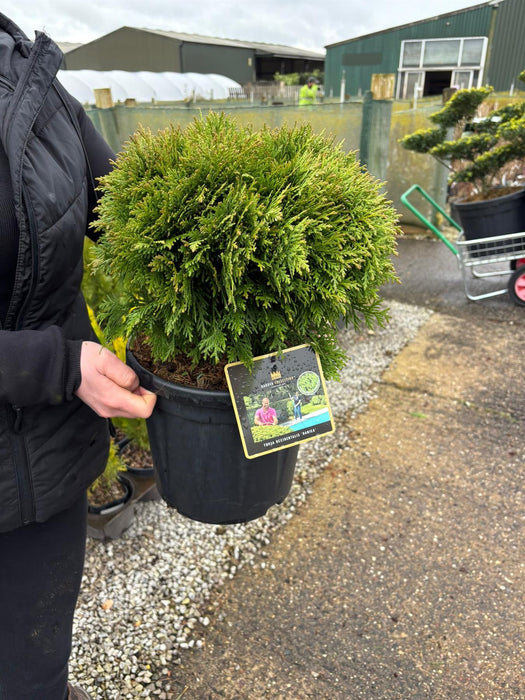 Thuja Occiden. Danica 12 Litre Pot