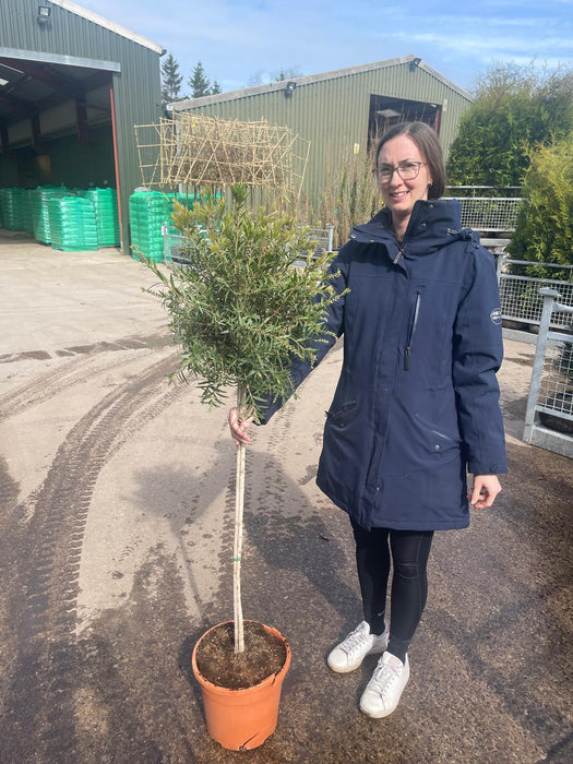 Callistemon Splendens Half Standard 10 Litre Pot