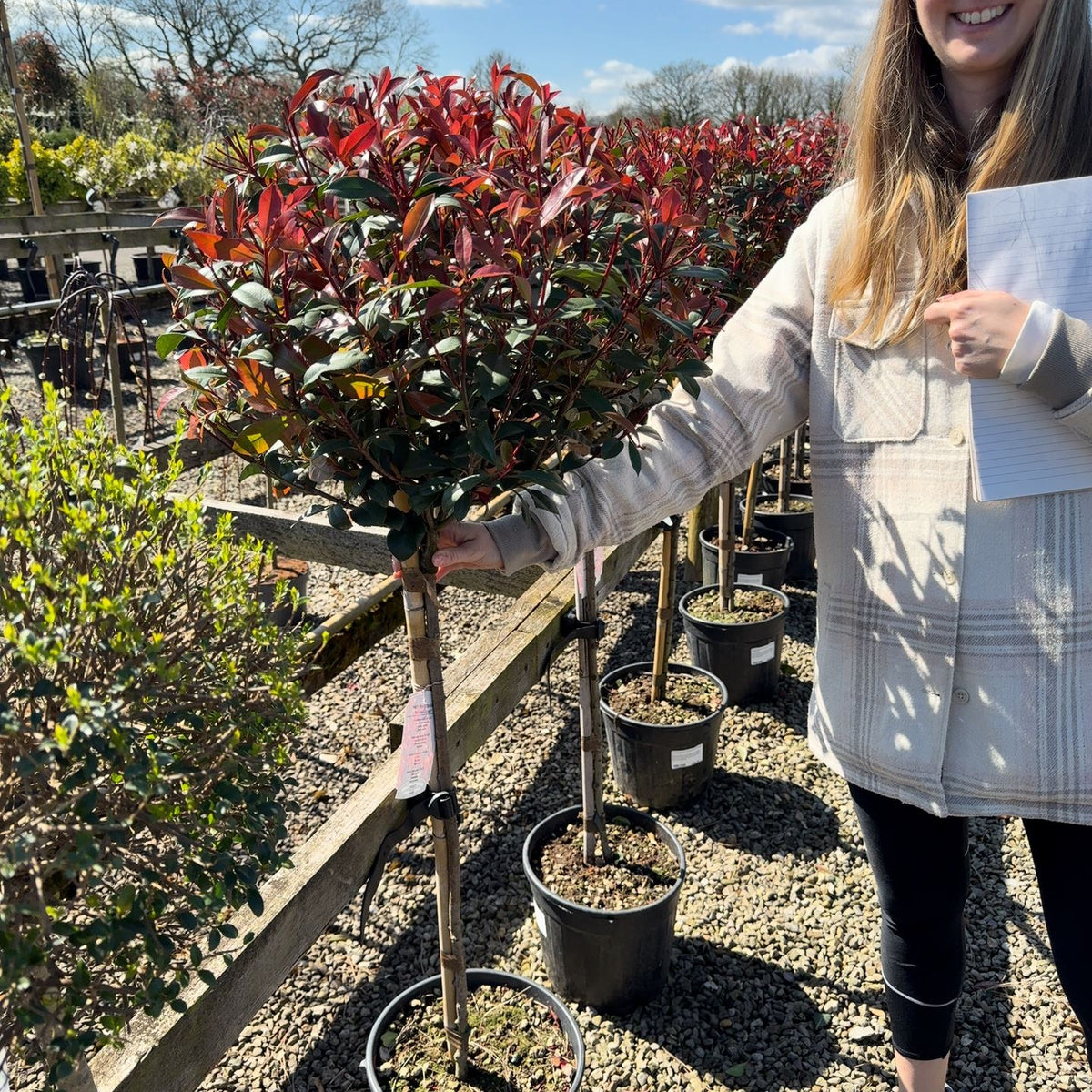 Photinia Robusta Compacta Half Standard 12 Litre Pot  Grasslands Nursery