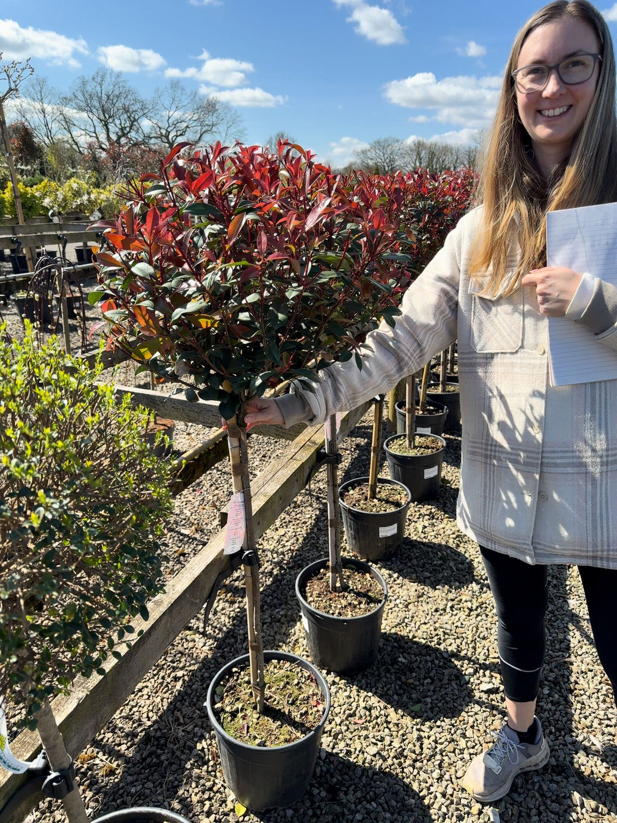Photinia Robusta Compacta Half Standard 12 Litre Pot — Grasslands Nursery