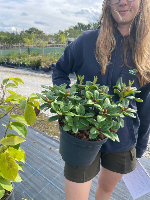 Rhododendron Scarlet Wonder 5 Litre Pot