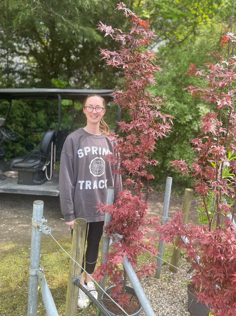 Acer Palmatum Skeeters Broom 15 Litre Pot