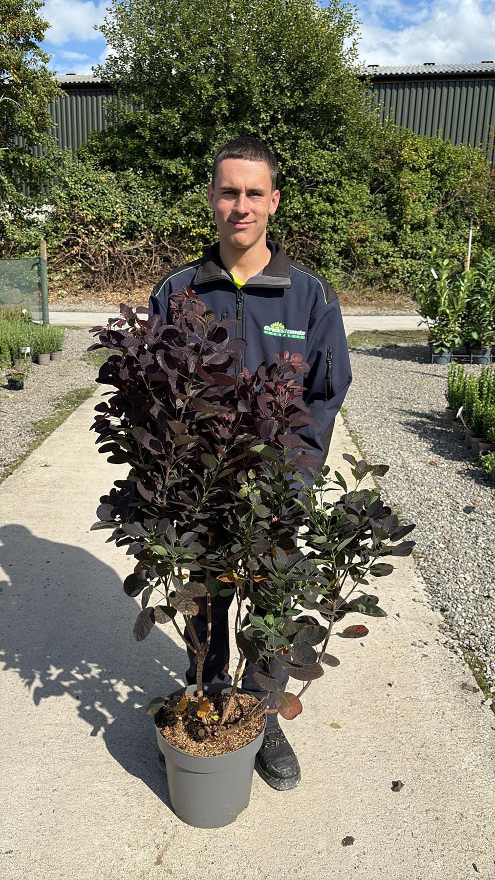 Cotinus coggygria Royal Purple 12 Litre Pot 100/125