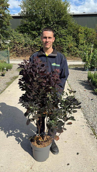 Cotinus coggygria Royal Purple 12 Litre Pot 100/125