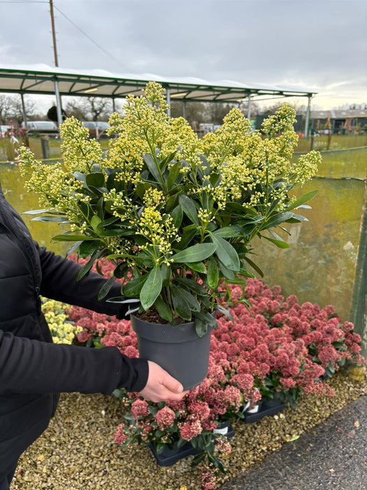 Skimmia Japonica Finchy 3 Litre Pot