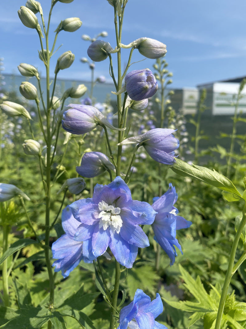 Delphinium Blue White Bee 3 Litre Pot