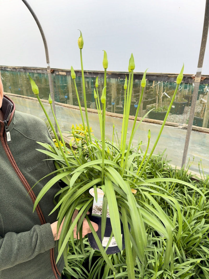 Agapanthus Amourette Superb White 5 Litre Pot