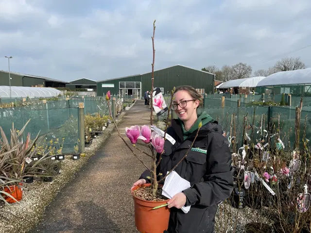 Magnolia Satisfaction 7.5 Litre Pot