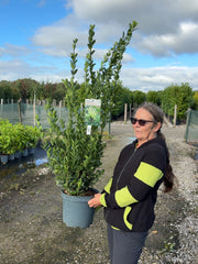 Euonymus Jap. Extravaganza 10 Litre Pot