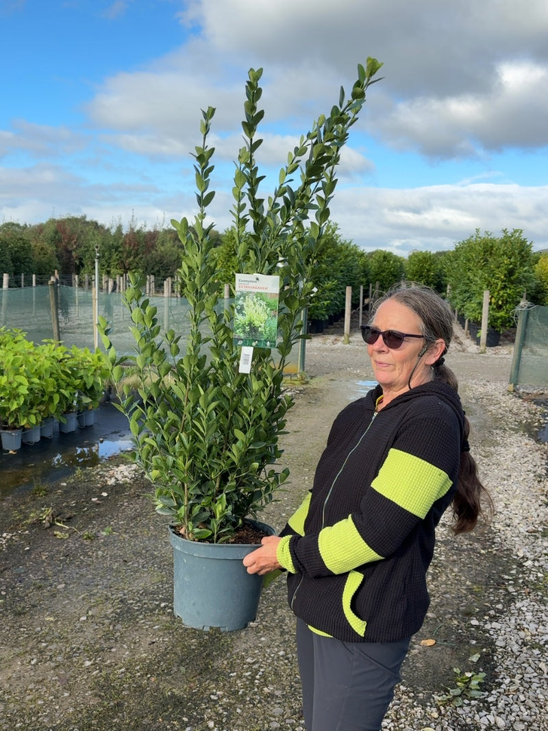 Euonymus Jap. Extravaganza 10 Litre Pot