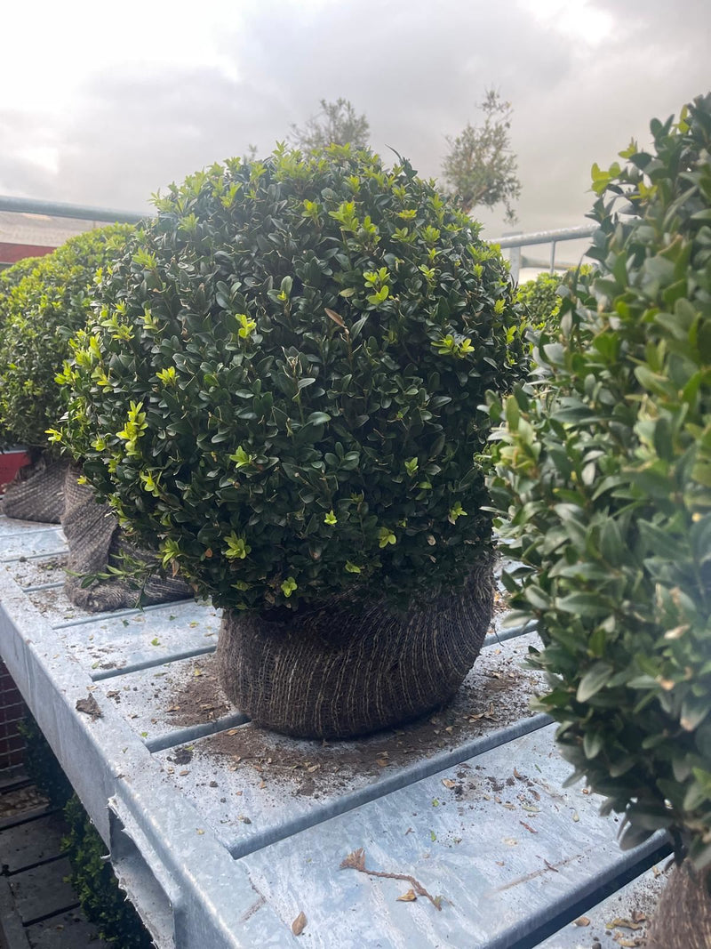 Buxus Sempervirens 50cm Diameter