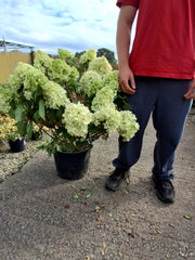 Hydrangea Paniculata Little Lime Punch 20 Litre Pot 60-80cm