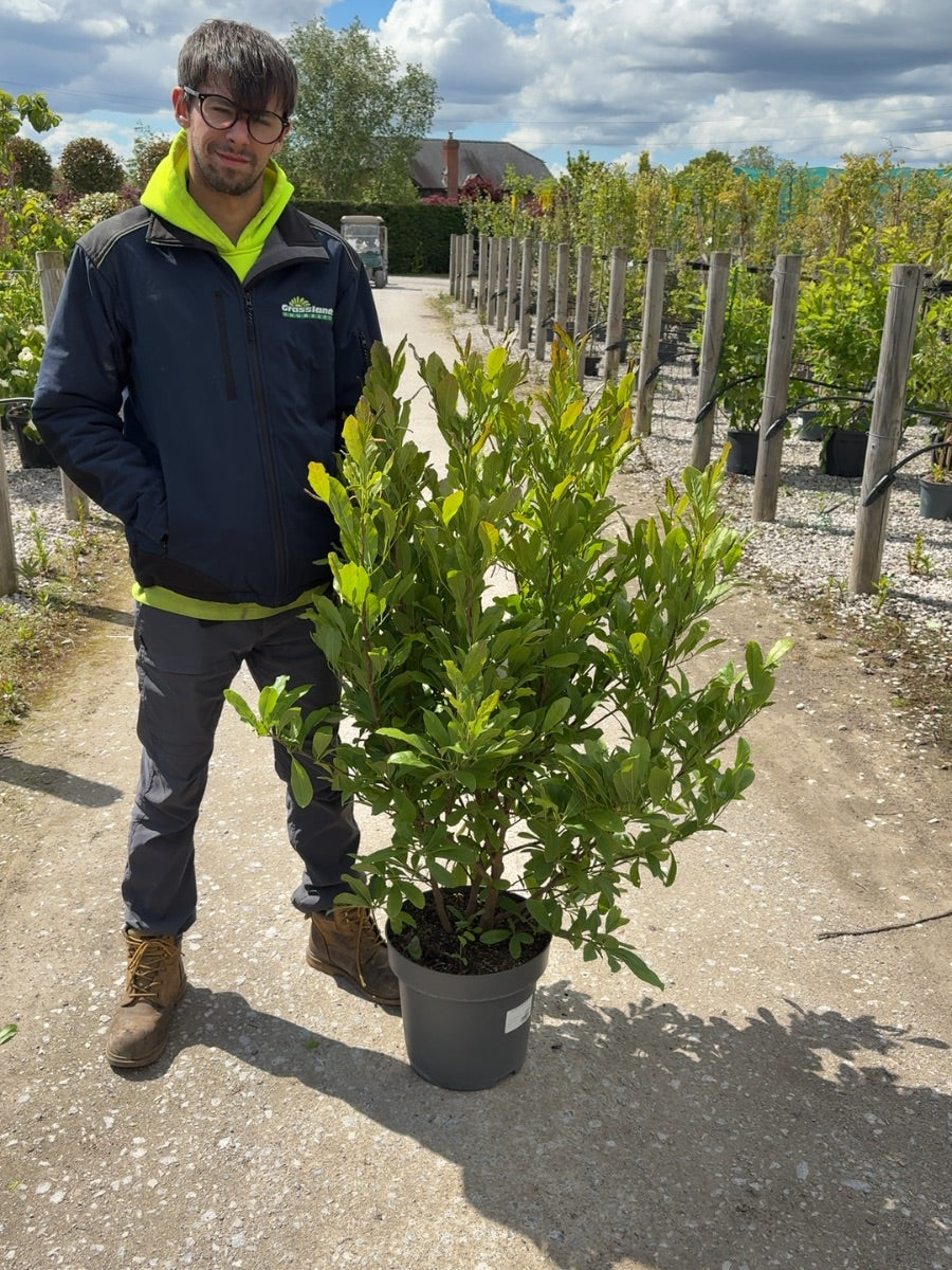 Magnolia Stellata 12 Litre Pot