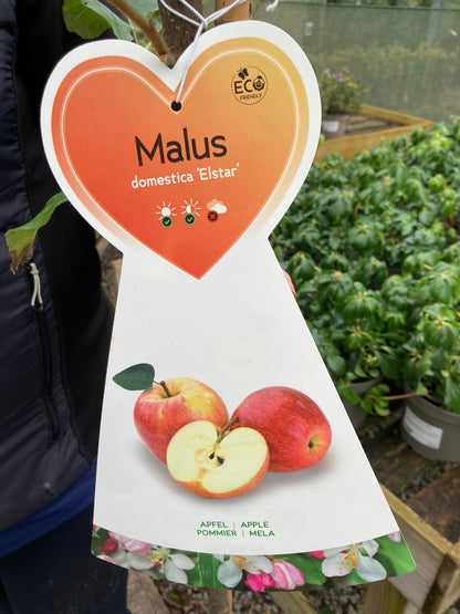 Apple Elstar 10 Litre Goblet
