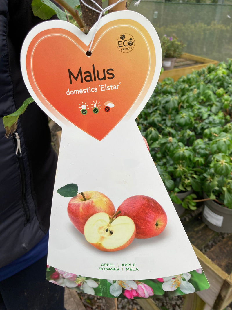 Apple Elstar 10 Litre Half Standard