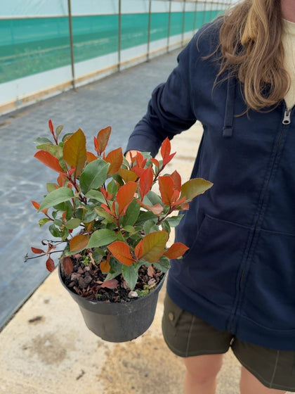 Photinia fraseri Little Red Robin - Red Robin 3 Litre Pot