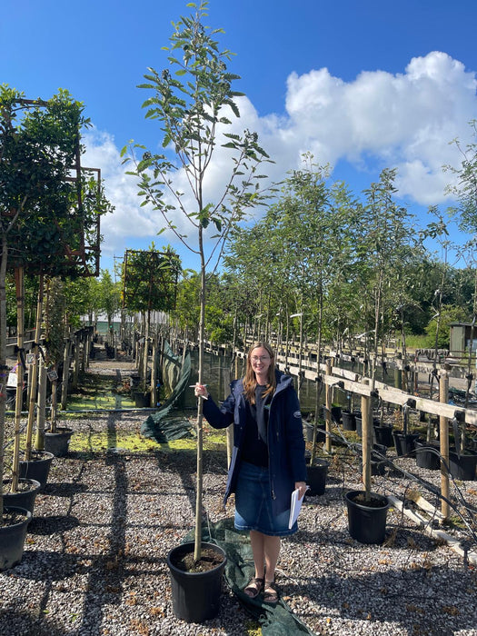 Sorbus Intermedia 8-10cm Girth Full Standard