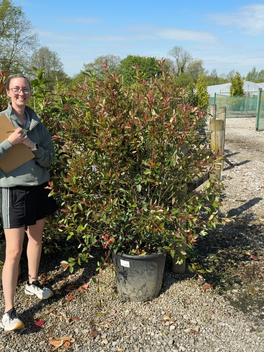 Photinia Carre Rouge 50 Litre Pot 130-150cm Extra Size