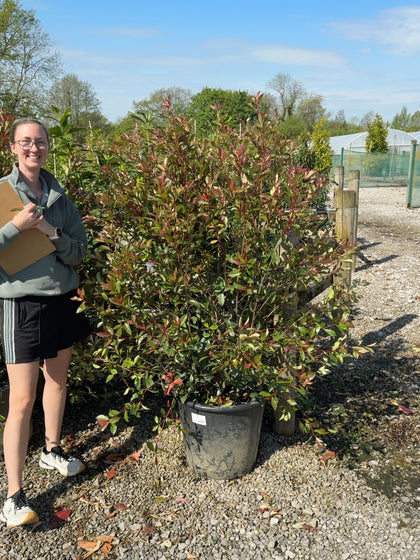 Photinia Carre Rouge 50 Litre Pot 130-150cm Extra Size
