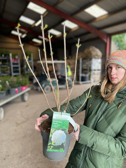 Hydrangea Arborescens Annabelle 6 Litre Pot Grown