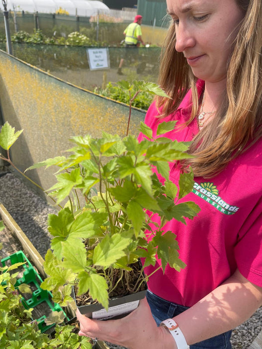 Anemone hupe Prinz Heinrich 11cm Pot