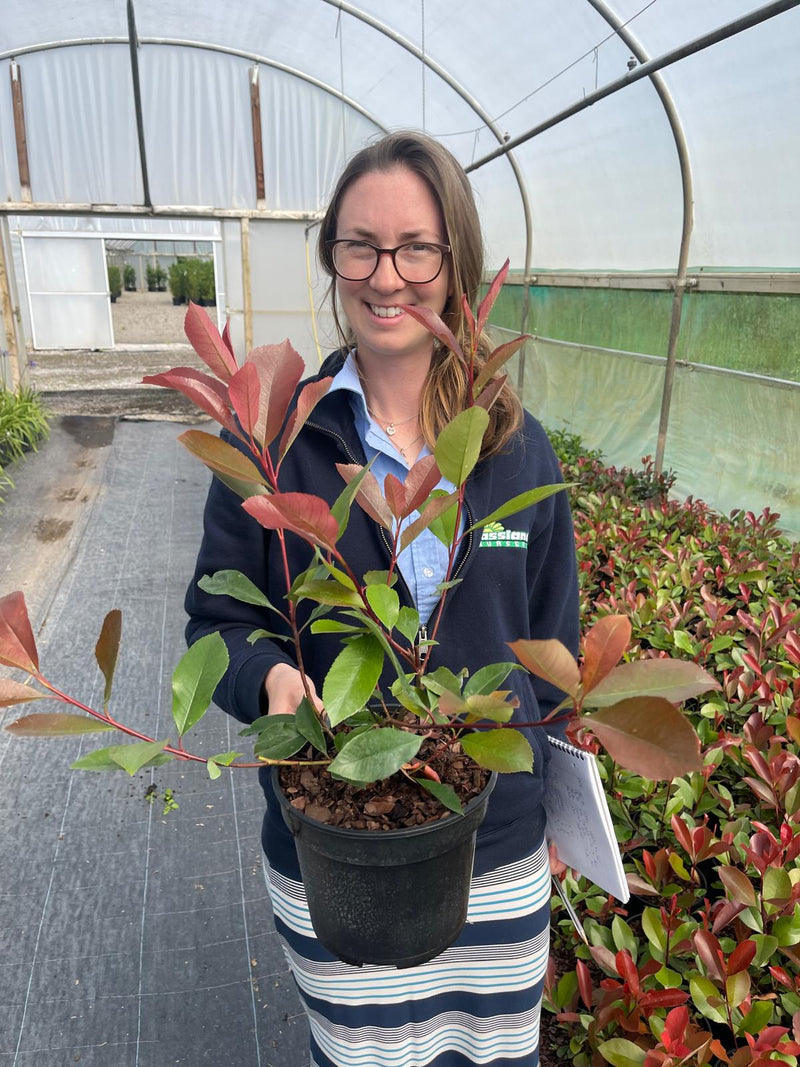 Photinia Red Robin 3 Litre Pot