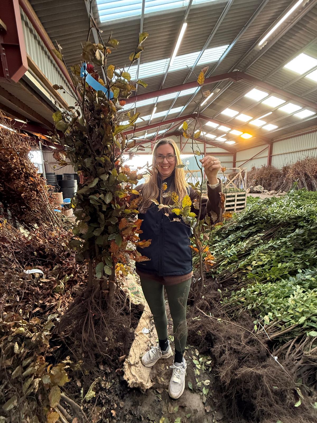 Copper Beech Hedging 80-100cm Bare Root Delivery From November