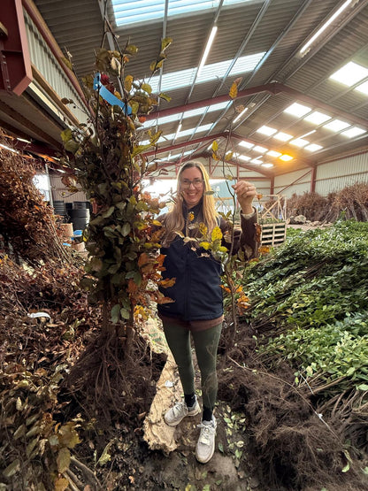 Copper Beech Hedging 80-100cm Bare Root Delivery From November
